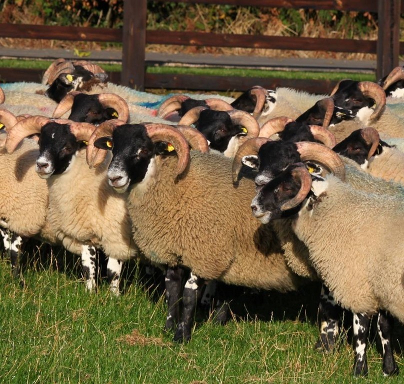 Trenearla Blackface Scottish Blackface Sheep Stock Sales