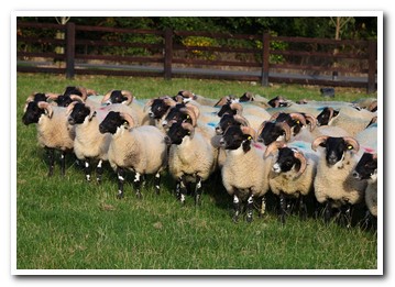 Trenearla Blackface Sheep