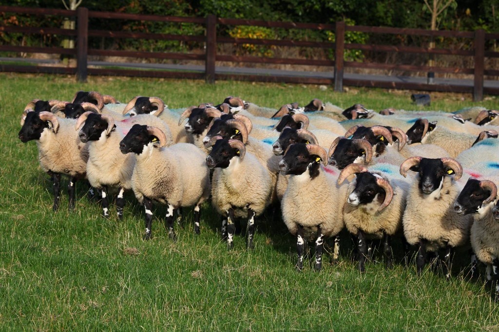 Trenearla Blackface Scottish Blackface Sheep Stock Sales