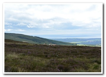 Trenearla Blackface Sheep