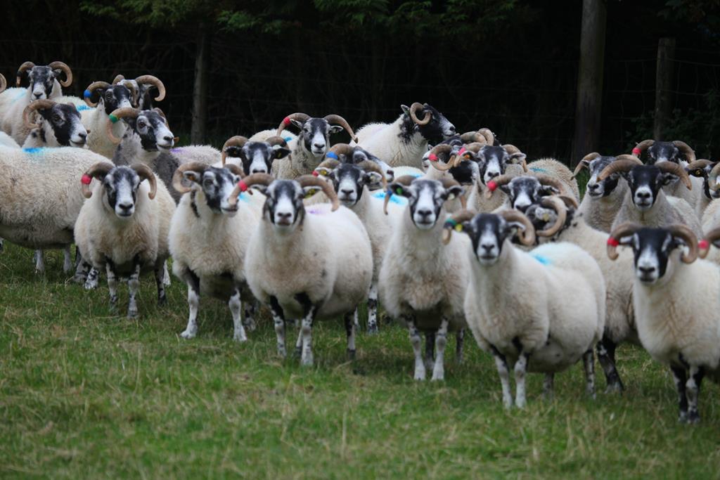 Trenearla Blackface Scottish Blackface Sheep Stock Sales