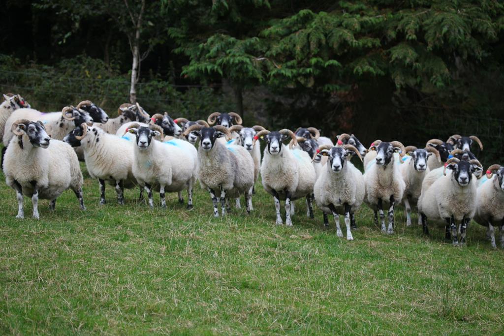 Trenearla Blackface Scottish Blackface Sheep Stock Sales