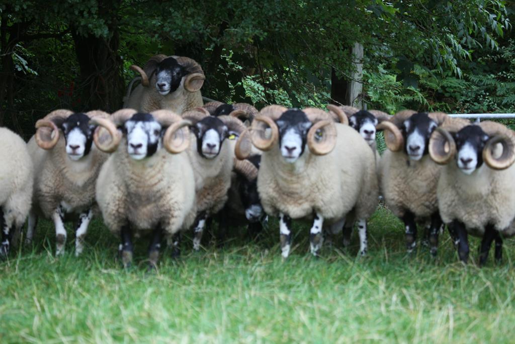 Trenearla Blackface Scottish Blackface Sheep Stock Sales