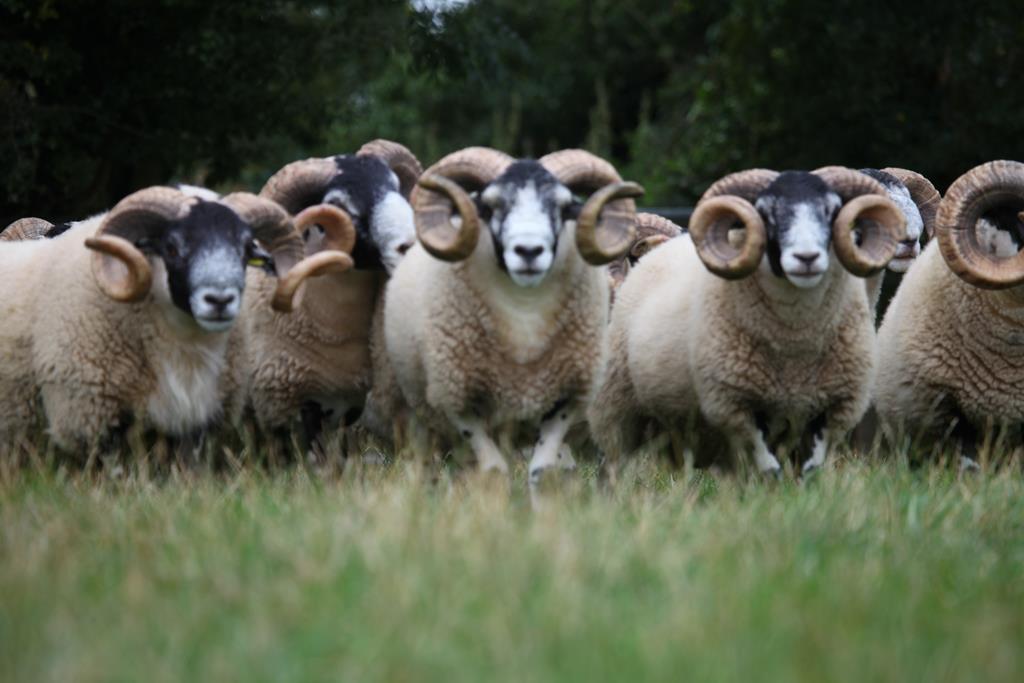 Trenearla Blackface Scottish Blackface Sheep Stock Sales