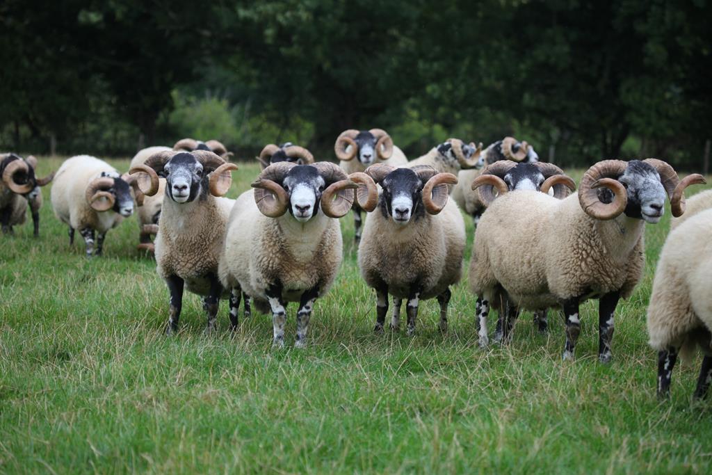 Trenearla Blackface Scottish Blackface Sheep Stock Sales
