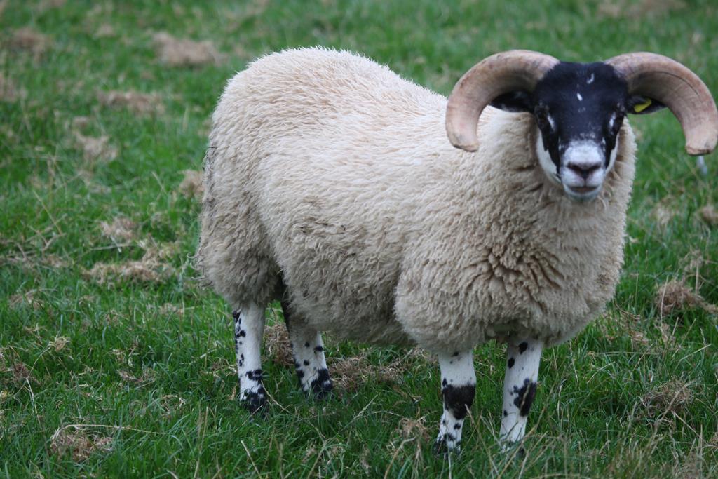 Trenearla Blackface Scottish Blackface Sheep Stock Sales