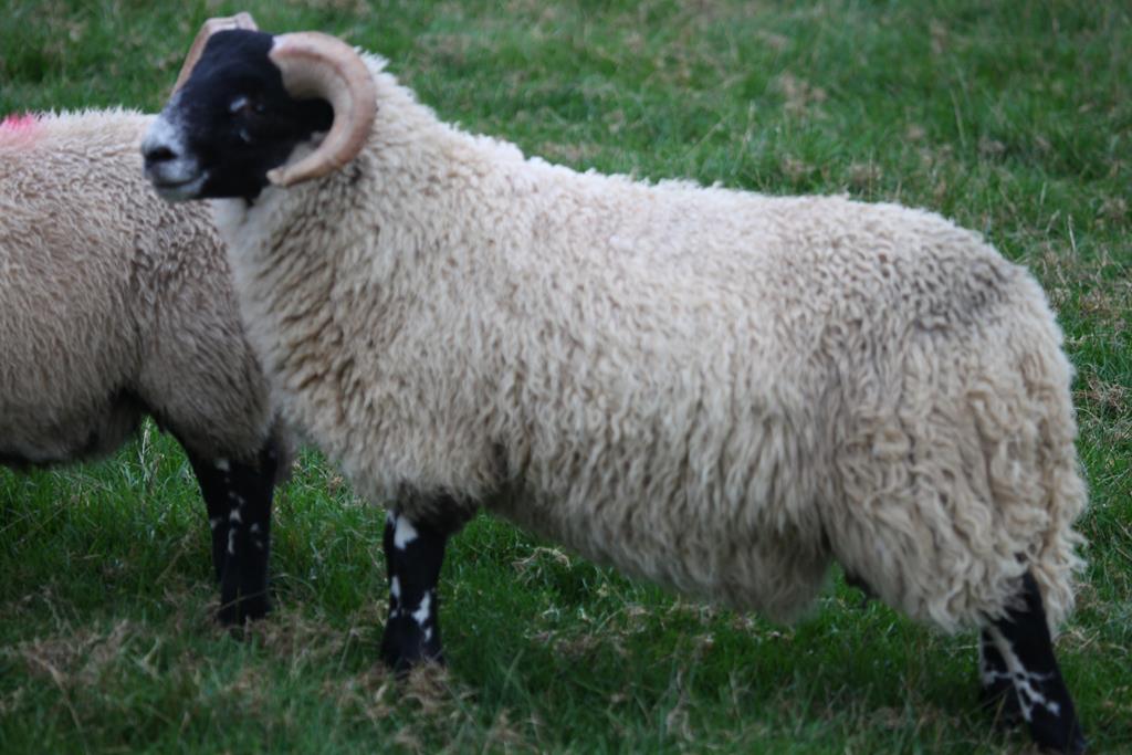 Trenearla Blackface Scottish Blackface Sheep Stock Sales