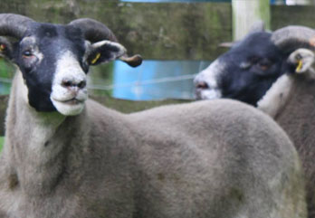 Trenearla Blackface Sheep
