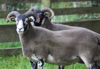 Trenearla Blackface Sheep