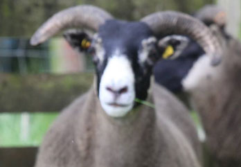 Trenearla Blackface Sheep