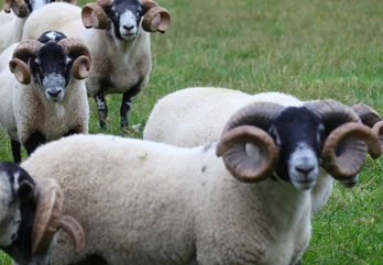 Trenearla Blackface Sheep