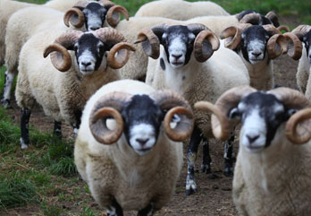 Trenearla Blackface Sheep