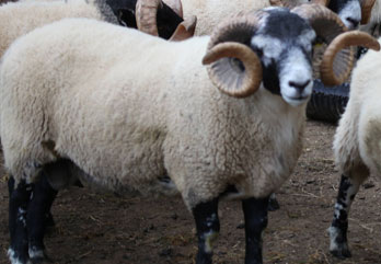 Trenearla Blackface Sheep